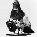 Telephones, Telegraphs and Pigeons:  why the lines are important.  Pros and Cons of communications during World War One.
