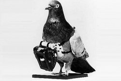 Telephones, Telegraphs and Pigeons: why the lines are important. Pros and Cons of communications during World War One.